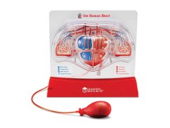 Sensory Demonstration Model of the Heart