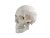 Anatomický model lidské lebky