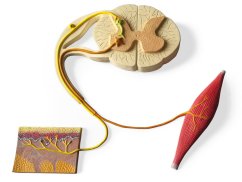 Demonstrationstafel des Reflexbogens