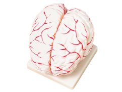 Anatomisches Modell des Gehirns