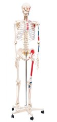 Modell des menschlichen Skeletts