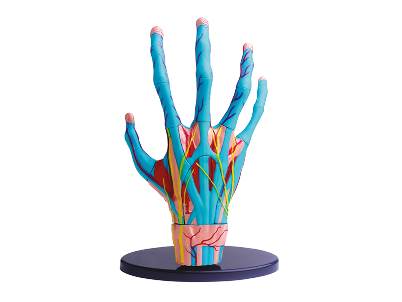 Anatomisches Modell der Hand