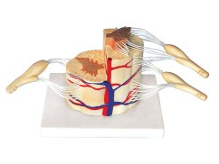 Demonstration model of the spinal cord with nerves