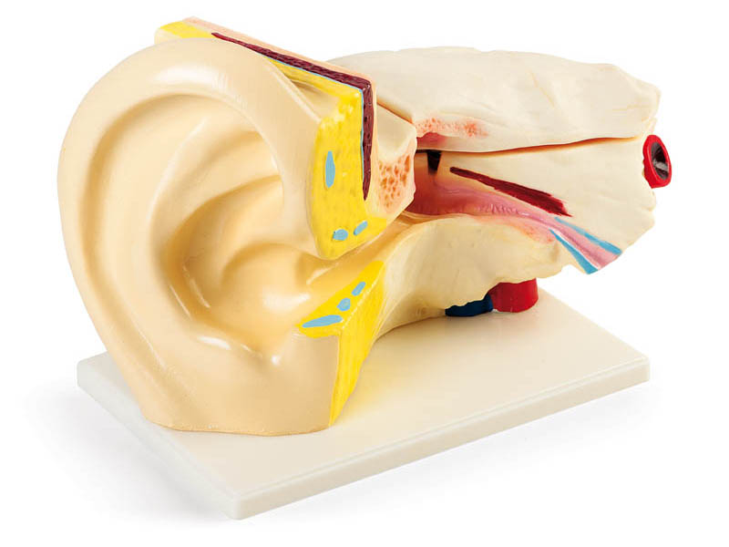 A large demonstration model of the ear