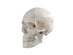 Anatomisches Modell des menschlichen Schädels