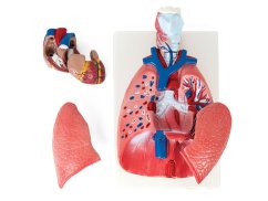 Anatomisches Modell der Brustorgane