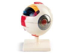 Demonstration model of the eye