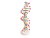 Modell der DNA