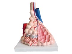 Demonstration model of a human lung alveolus