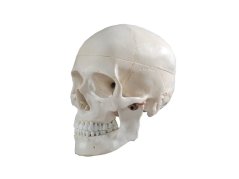 Anatomisches Modell des menschlichen Schädels