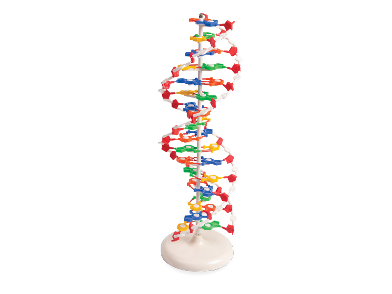 Model DNA